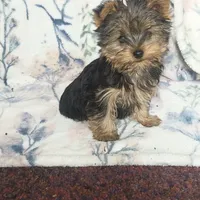 Max, a male Yorkshire Terrier for sale in Newton Grove, NC – Photo 5 of 10