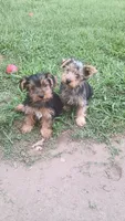 Cooper, a male Yorkshire Terrier for sale in Newton Grove, NC – 3 of 4