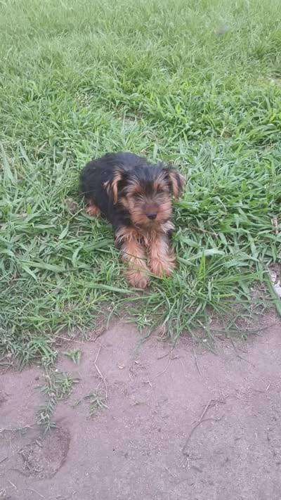 Cooper, a male Yorkshire Terrier for sale in Newton Grove, NC – 4 of 4