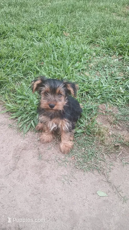 Cooper – Yorkshire Terrier puppy for sale in Newton Grove, NC