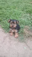 Cooper, a male Yorkshire Terrier for sale in Newton Grove, NC – 1 of 4