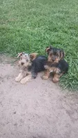 Nina , a female Yorkshire Terrier for sale in Newton Grove, NC – 3 of 4