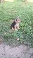 Nina , a female Yorkshire Terrier for sale in Newton Grove, NC – 2 of 4