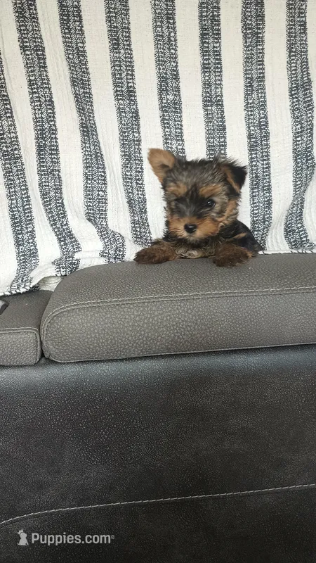 Ruby  – Yorkshire Terrier puppy for sale in Newton Grove, NC