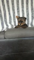 Ruby , a female Yorkshire Terrier for sale in Newton Grove, NC – 1 of 3