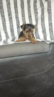 Nina , a female Yorkshire Terrier for sale in Newton Grove, NC – 3 of 3
