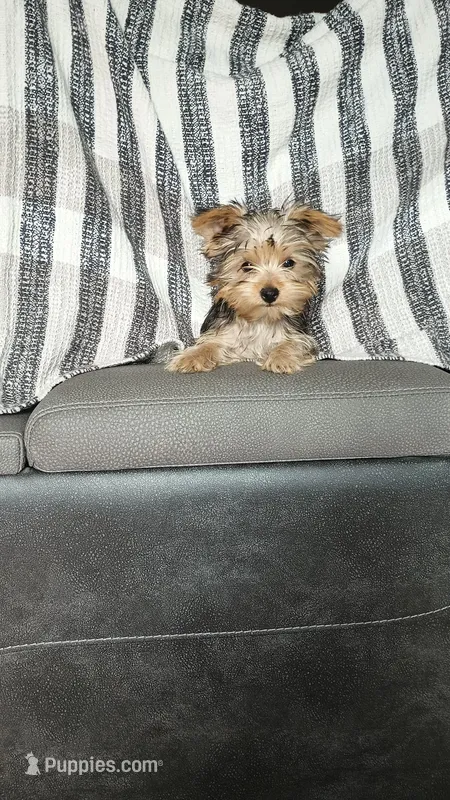 Hunter (teacup yorkie) – Yorkshire Terrier puppy for sale in Newton Grove, NC