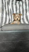 Hunter (teacup yorkie), a male Yorkshire Terrier for sale in Newton Grove, NC – 1 of 1