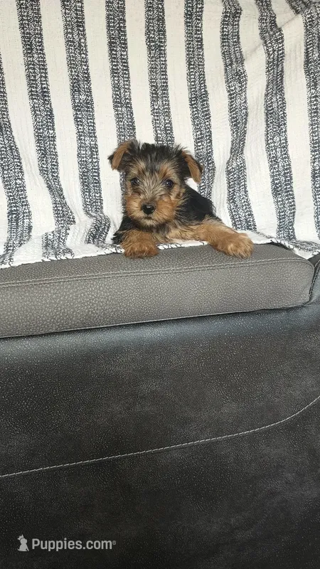 Nina  – Yorkshire Terrier puppy for sale in Newton Grove, NC