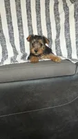 Nina , a female Yorkshire Terrier for sale in Newton Grove, NC – 1 of 3