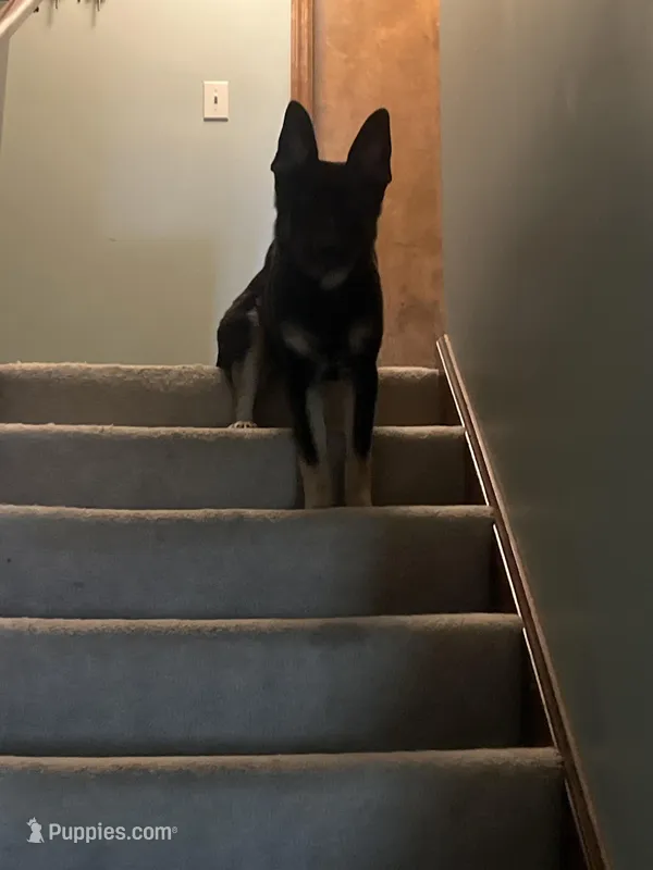 Heidi – German Shepherd Dog puppy for sale in Columbus, OH