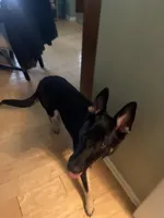 Heidi, a female German Shepherd Dog for sale in Columbus, OH – Photo 2 of 4