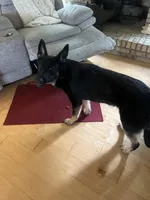 Heidi, a female German Shepherd Dog for sale in Columbus, OH – Photo 4 of 4