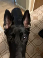 Heidi, a female German Shepherd Dog for sale in Columbus, OH – Photo 3 of 4