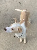 Biscuit, a male Labradoodle and Chihuahua for sale in Dallas, GA – Photo 3 of 6