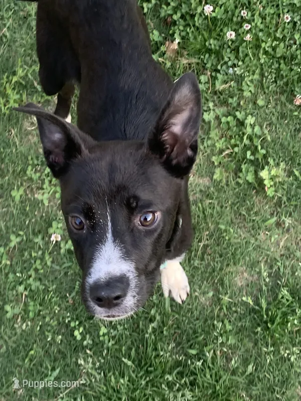 Black Jack – Labradoodle, Chihuahua puppy for sale in Dallas, GA