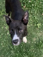 Black Jack, a male Labradoodle and Chihuahua for sale in Dallas, GA – Photo 1 of 3