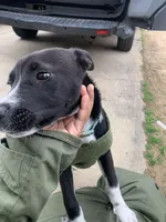 Black Jack, a male Labradoodle and Chihuahua for sale in Dallas, GA – Photo 2 of 3