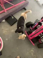 Biscuit, a male Labradoodle and Chihuahua for sale in Dallas, GA – Photo 6 of 6