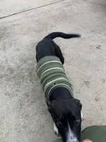 Black Jack, a male Labradoodle and Chihuahua for sale in Dallas, GA – Photo 3 of 3