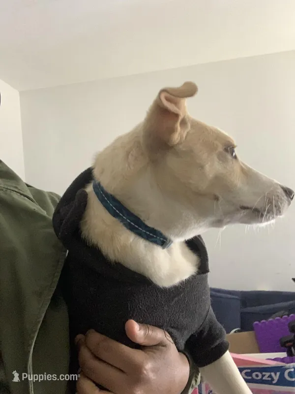 Biscuit – Labradoodle, Chihuahua puppy for sale in Dallas, GA