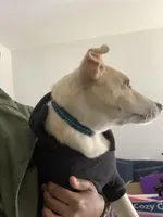 Biscuit, a male Labradoodle and Chihuahua for sale in Dallas, GA – Photo 1 of 6