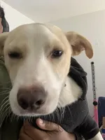 Biscuit, a male Labradoodle and Chihuahua for sale in Dallas, GA – Photo 2 of 6