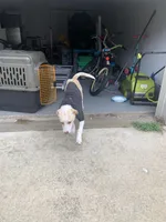 Biscuit, a male Labradoodle and Chihuahua for sale in Dallas, GA – Photo 4 of 6