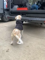 Biscuit, a male Labradoodle and Chihuahua for sale in Dallas, GA – Photo 5 of 6