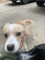 Honey Butter, a female Labradoodle and Chihuahua for sale in Dallas, GA – Photo 2 of 6