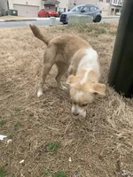 Honey Butter, a female Labradoodle and Chihuahua for sale in Dallas, GA – Photo 5 of 6