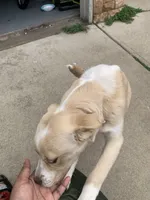 Honey Butter, a female Labradoodle and Chihuahua for sale in Dallas, GA – Photo 3 of 6