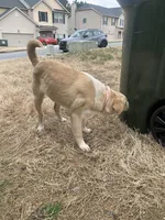 Honey Butter, a female Labradoodle and Chihuahua for sale in Dallas, GA – Photo 6 of 6