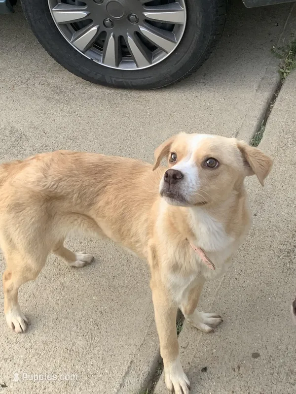 Honey Butter – Labradoodle, Chihuahua puppy for sale in Dallas, GA