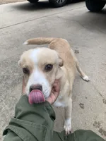 Honey Butter, a female Labradoodle and Chihuahua for sale in Dallas, GA – Photo 4 of 6