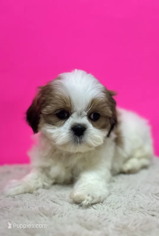 Leo – Shih Tzu puppy for sale in Downey, CA