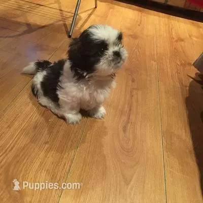 Max – Shih Tzu puppy for sale in Downey, CA