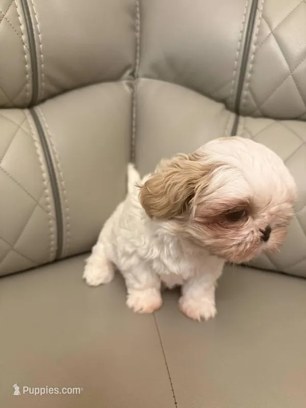 Candy  – Shih Tzu puppy for sale in Downey, CA