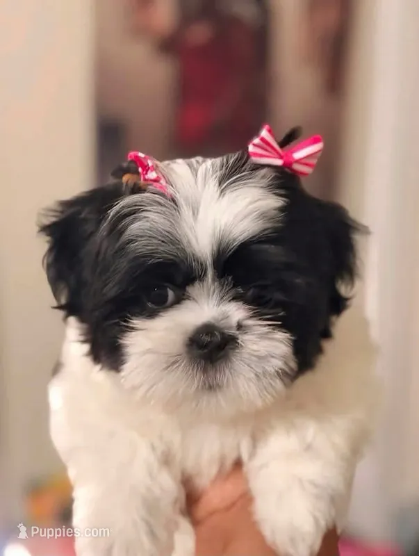 Bella – Shih Tzu puppy for sale in Downey, CA