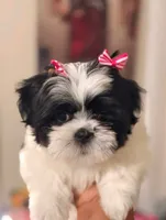 Bella, a female Shih Tzu for sale in Downey, CA – 1 of 1