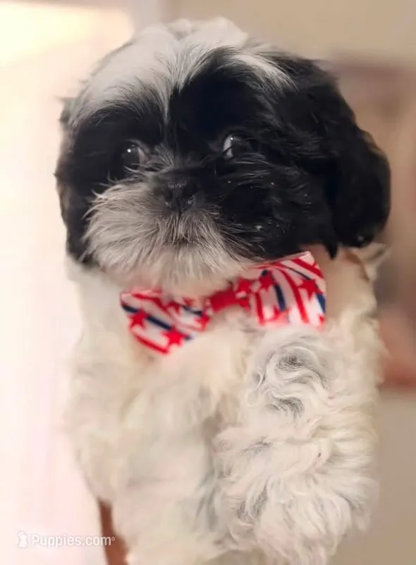 Gucci  – Shih Tzu puppy for sale in Downey, CA