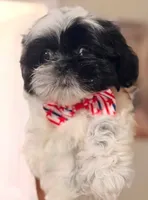 Gucci , a male Shih Tzu for sale in Downey, CA – 1 of 1