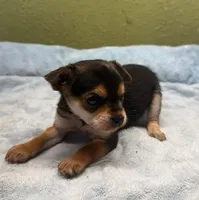 Tinker, a female Yorkshire Terrier and Poodle - Toy  for sale in Hico, TX – 3 of 3