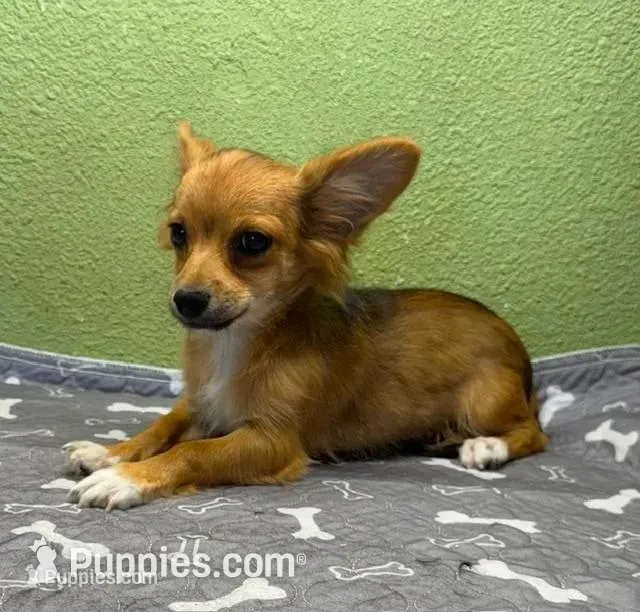 Charlie – Chihuahua puppy for sale in Hico, TX