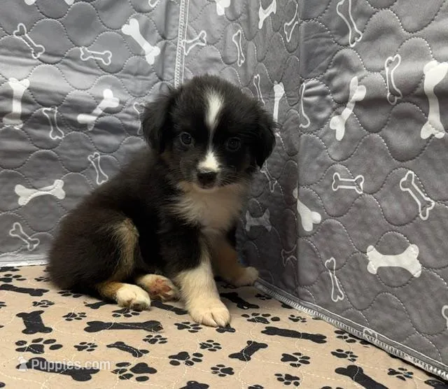 Delta – Miniature Australian Shepherd puppy for sale in Hico, TX