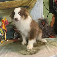 Jake, a male Australian Shepherd for sale in Hico, TX – Photo 4 of 4