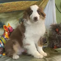 Jake, a male Australian Shepherd for sale in Hico, TX – Photo 1 of 4