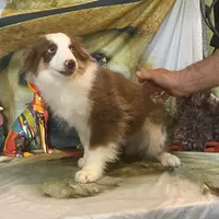 Jake, a male Australian Shepherd for sale in Hico, TX – Photo 3 of 4