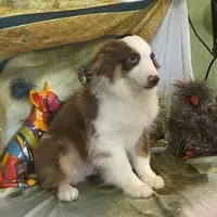 Jake, a male Australian Shepherd for sale in Hico, TX – Photo 2 of 4