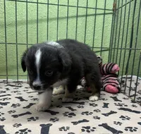Darcy, a male Miniature Australian Shepherd for sale in Hico, TX – 3 of 3